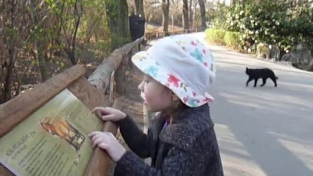 лошадь пржевальского смотреть онлайн