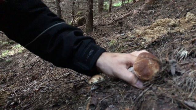 Гості дикого лісу приймають від нього дари . смотреть онлайн