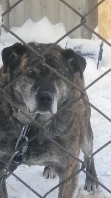 нашы собаки в деревне дружок сокал мишка смотреть онлайн