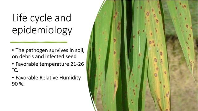 Understanding Brown Leaf Spot Of Rice: Symptoms, Causes And Management (Urdu/Hindi)