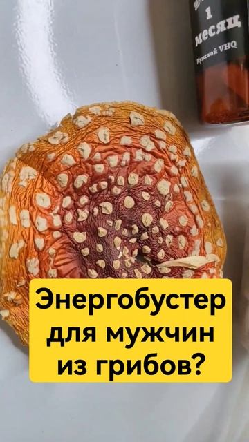 Энергобустер для мужчин из грибов? #мухомор #микродозинг #микродозингмухомора #ежовик #энергобустер смотреть онлайн