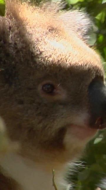 Have You Heard The Term "Koala Bear?" | NATURE Shorts | PBS смотреть онлайн