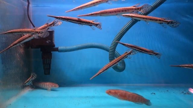 スポッテッド・ガー☆観賞魚図鑑#42 Lepisosteus oculatus смотреть онлайн