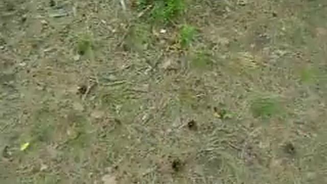 Артём Воронков - Грибной Сезон № 5 \ 30 Июня 2015 \ 1 \ Приозерский Район \ Ягодное смотреть онлайн