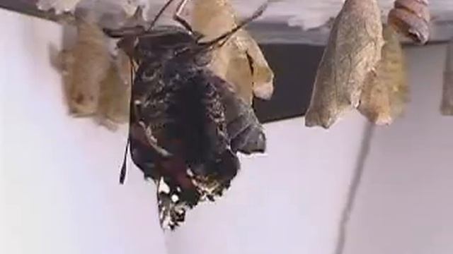 Red Admiral Butterfly emerges and expands wings (time lapse) V00257a смотреть онлайн