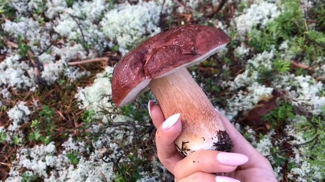 Гуляю по лесу# собираю грибы 🍄