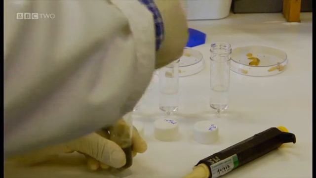 Powerful Natural Biological Pesticide: Metarhizium смотреть онлайн