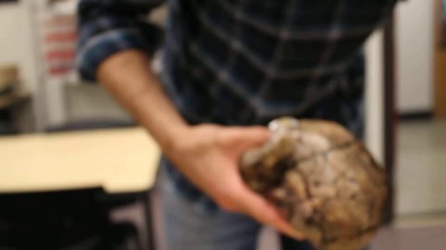 Unboxing a Homo Ergaster's skull replica смотреть онлайн