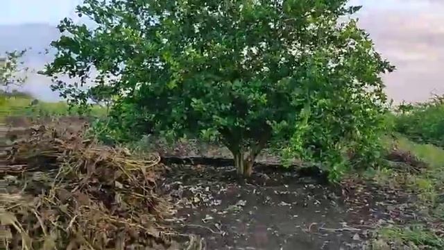 Citrus root and collar rot, Phytophthora foot and root rot (Phytophthora nicotianae), and brown rot смотреть онлайн