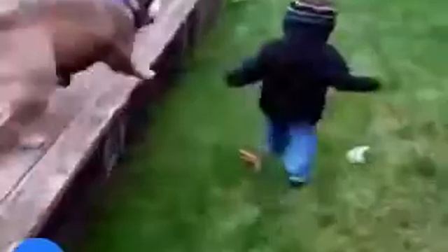 Это начинается, животные нападают) смотреть онлайн
