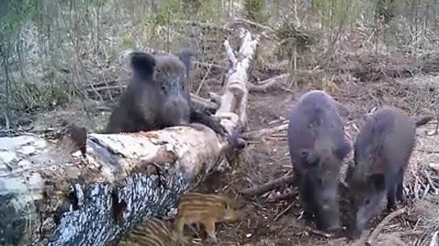Всё связанное с природой, охотой, рыбалкой. смотреть онлайн