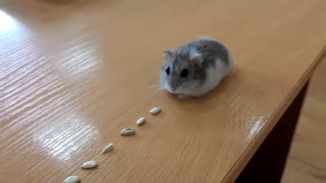 Хомяк поедает семечки | A hamster is eating sunflower seeds смотреть онлайн