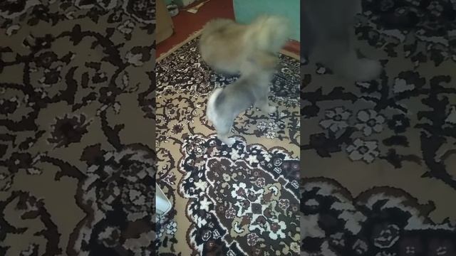 Маленькая Сима смотреть онлайн