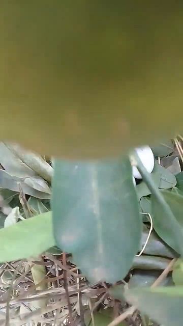 ninho de anu preto смотреть онлайн