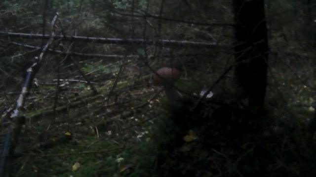 Трошки Грибочків в Дощ Немного грибочков в дождь A bit of Gribochki in the rain смотреть онлайн
