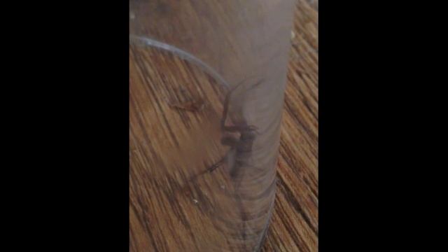 False Widow! смотреть онлайн
