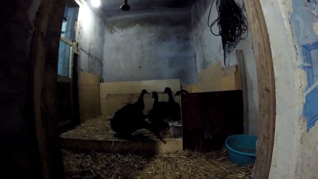 Кормим уток и курей смотреть онлайн
