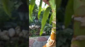 Юкку можно спасти! Проверено!