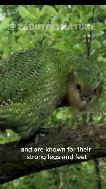 Kakapo • New Zealand's Critically Endangered Parrot #shortvideo #shorts смотреть онлайн