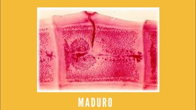 Cestodos | Mini documental смотреть онлайн