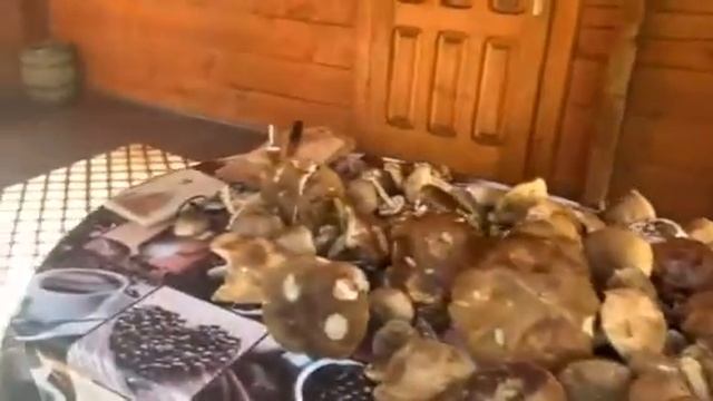 Белые грибы в Карпатах смотреть онлайн