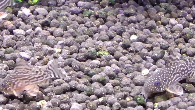 Коридорас Штерба (Corydoras sterbai) едят корм. Sterba's Cory eat Sera Vipan смотреть онлайн