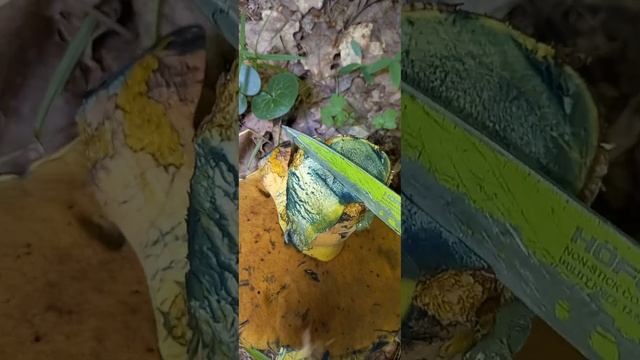 Что за чудо гриб Объясните пожалуйста🤔