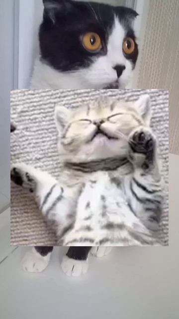 голос@DEBATE-2-0-2-4 видео моё ‼️💖 #коты #кошки #р_е_к_о_м_е_н_д_а_ц_и_и_ @Cat_Muizza @shorts смотреть онлайн