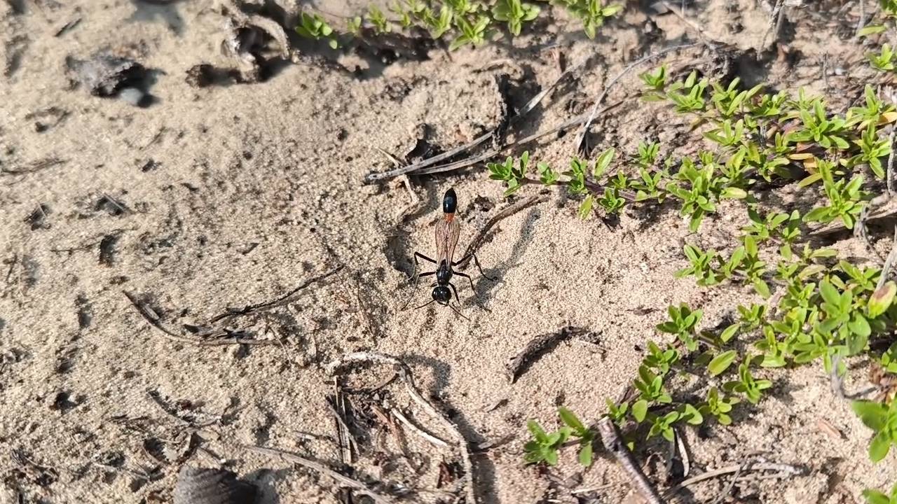 Оса аммофила - закапывает гнездо смотреть онлайн