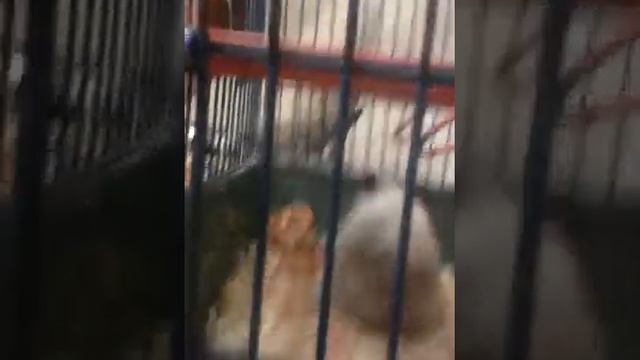 Что делает хомяк каждый день смотреть онлайн