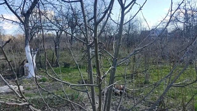 Садовые зарисовки , 22 апреля. Что растет в апреле в теплице? смотреть онлайн