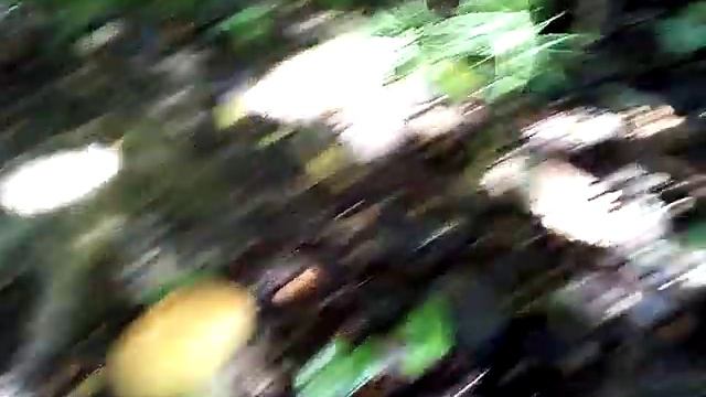 Грибов столько что не знал как ходить смотреть онлайн