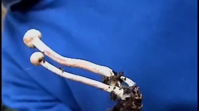 Cordyceps Entomorrhiza