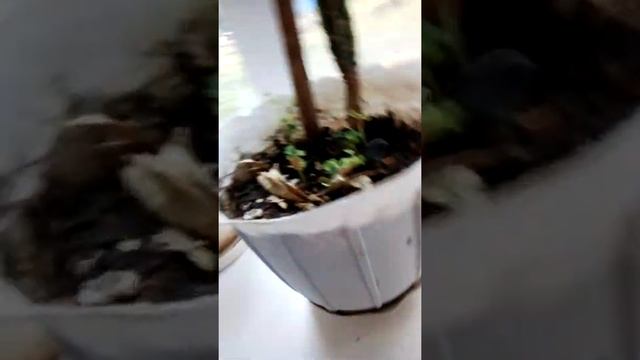 VLOG очень важное объявление для нашей семьи :сценка на мини юбилей правда он будет на выходных смотреть онлайн