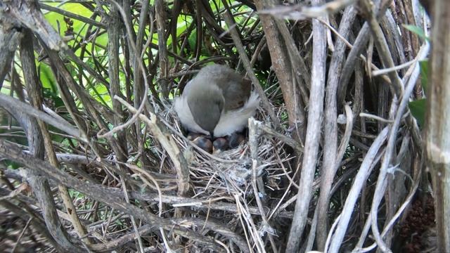 СлавкаЗавирушка180608 1 8июн 4k50fps 21 43 смотреть онлайн