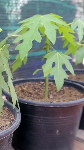 How to grow papaya in container from papaya смотреть онлайн