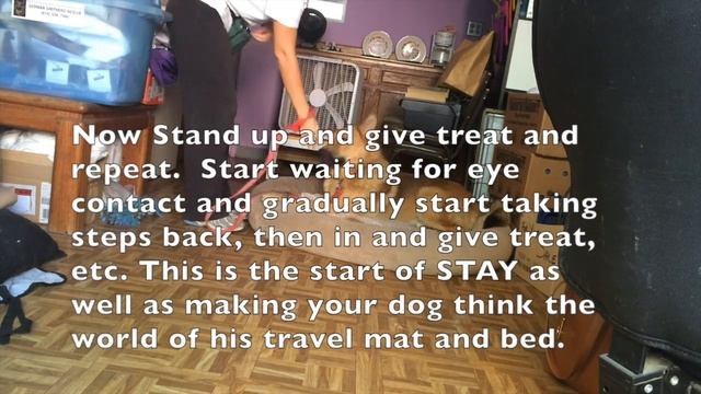 How to Teach Your Dog "Go To Your Bed" And "Place" смотреть онлайн