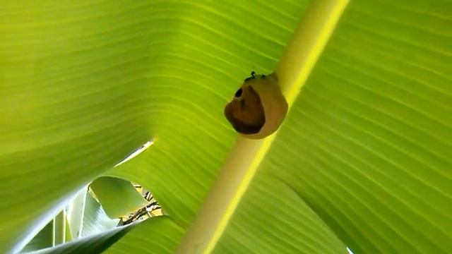 Vespeiro sob folha de bananeira смотреть онлайн