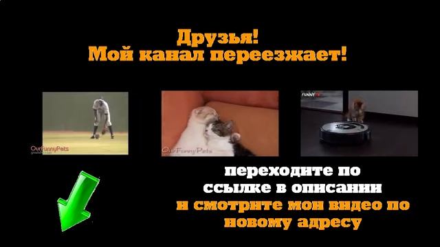 Это что за НА..! Кошка реально танцует, или это фейк?! смотреть онлайн