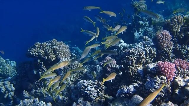 Goatfishes HD2 смотреть онлайн