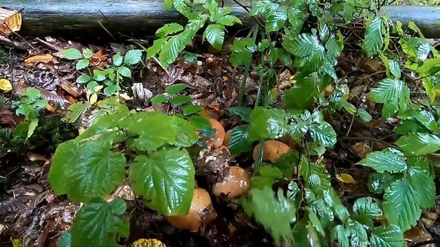 Лиють дощі а ми по Білі Гриби