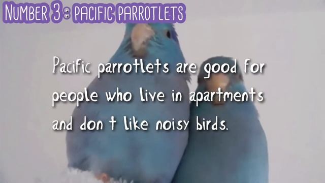 Top five quietest pet birds | collab with Freya the indian ringneck смотреть онлайн