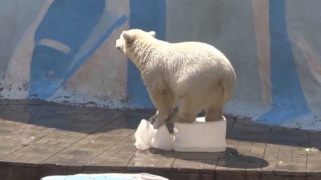 Мама наловила столько канистр, что ни в зубах, ни в лапах не умещаются) смотреть онлайн