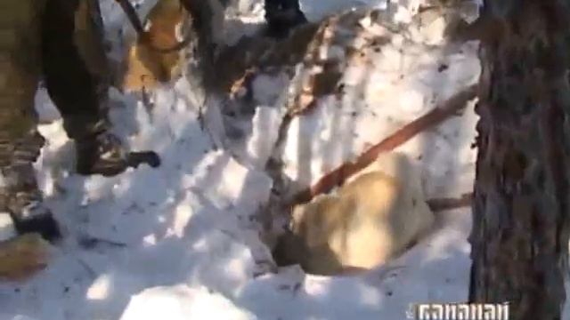 Охота на медведя Якутия Hunter bear смотреть онлайн