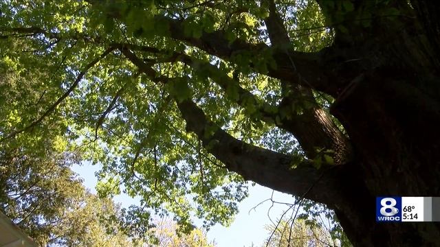 Tree-killing gypsy moth caterpillars at it again; what it means for your foliage смотреть онлайн