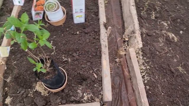 Обзор на 6 соток весной. Первые посевы в теплице