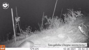 Wildlife Crossing the Bridge over BR101 Highway, Rio de Janeiro, Brazil, in 2021