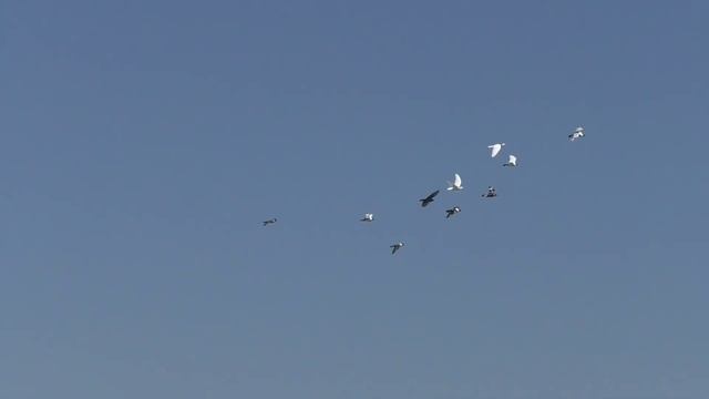 29 апреля . Тренировка молодых🕊️ голубей . смотреть онлайн