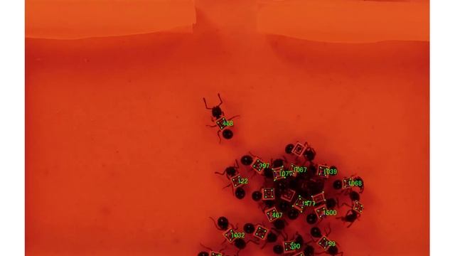 Structural features of interaction networks in the ant Myrmecina nipponica смотреть онлайн