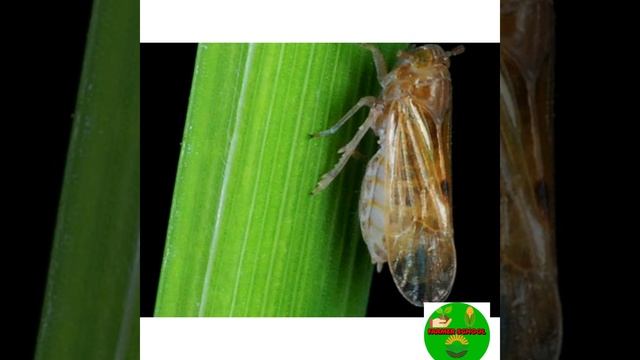 కీటకనాశన శిలాంద్రాల ద్వారా సేంద్రియ పద్ధతులో చీడపీడల నివారణ చర్యలు(Entomopathogenic fungus)